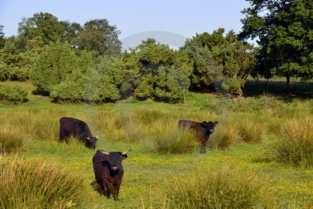 Schottische Hochlandrinder
