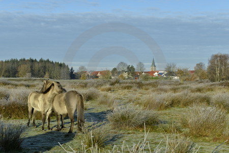 Soziale Fellpflege