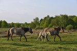 Wildpferde mit Nachwuchs