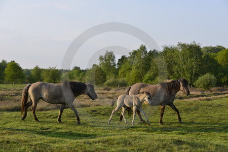 Wildpferde mit Nachwuchs