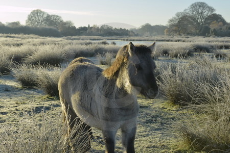 Wildpferdefohlen in Raureif-Landschaft