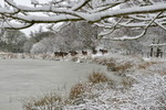 Wildpferde im Schnee