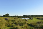 Wildpferde an einem Hase-Altarm