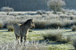 Wildpferdefohlen in Raureif-Landschaft