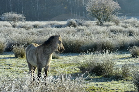 Wildpferdefohlen in Raureif-Landschaft