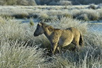 Wildpferdefohlen in Raureif-Landschaft