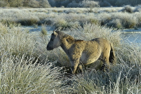 Wildpferdefohlen in Raureif-Landschaft