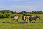 Wildpferde mit Nachwuchs