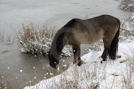 Wildpferd auf Wassersuche