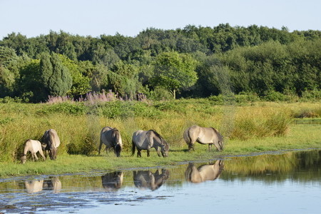 Wildpferde an einem Hase-Altarm