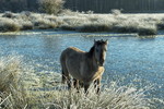 Wildpferdefohlen in Raureif-Landschaft