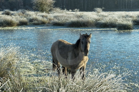 Wildpferdefohlen in Raureif-Landschaft