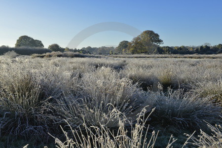 Landschaft im Raureif