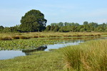 Landschaft mit Hase-Altarm