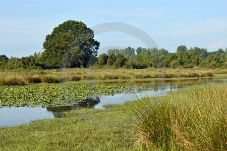 Landschaft mit Hase-Altarm