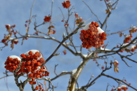 Eberesche im Schnee