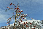 Eberesche im Schnee