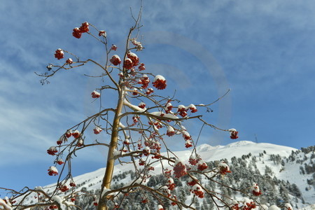 Eberesche im Schnee