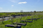 Obstplantage im Alten Land