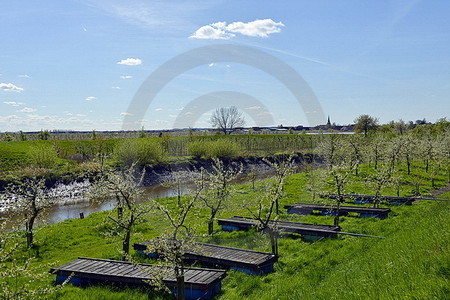 Obstplantage im Alten Land