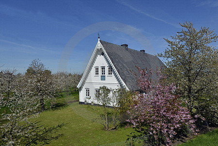 Kirschblüte im Alten Land