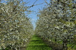 Kirschblüte im Alten Land