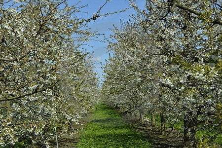 Kirschblüte im Alten Land