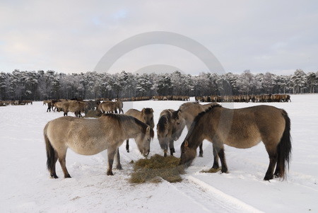 Rauhfutteraufnahme im Winter