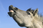 Flehmender Hengst