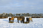 Rauhfutteraufnahme im Winter