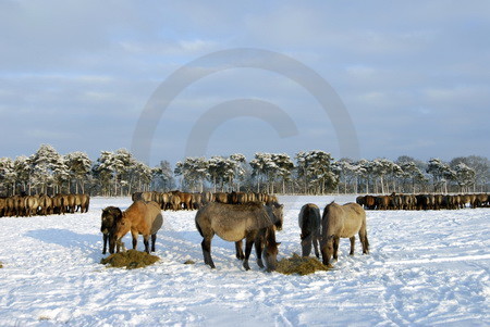 Rauhfutteraufnahme im Winter