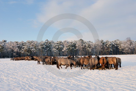 Rauhfutteraufnahme im Winter