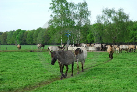 Pferde auf dem Wechsel