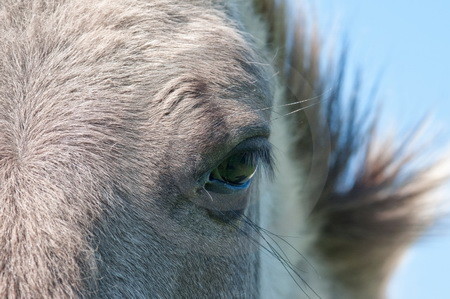 Auge in Auge