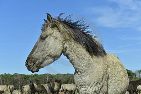 Graues Wildpferd im Winterfell