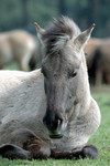 Ruhende Wildpferde-Stute