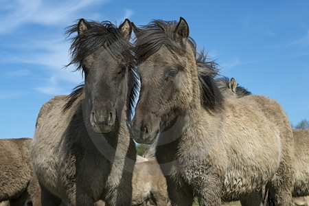 Zwei Ponys im Winterfell