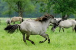 Auf der Flucht