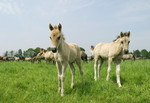 Neugierige Fohlen