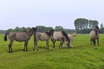 Familienverband mit Fohlen