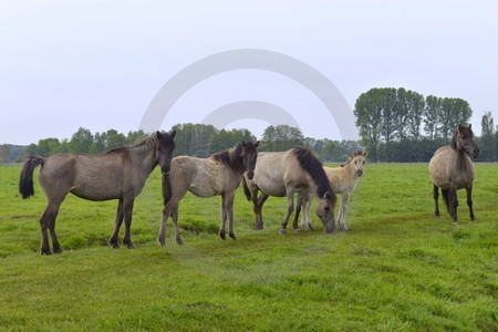 Familienverband mit Fohlen