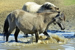 Wildpferde an der Tränke