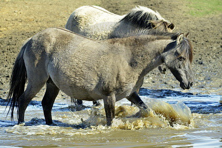 Wildpferde an der Tränke