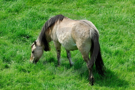 Farbschläge Falben