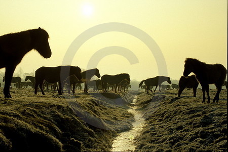 Morgenstimmung in der Wildbahn