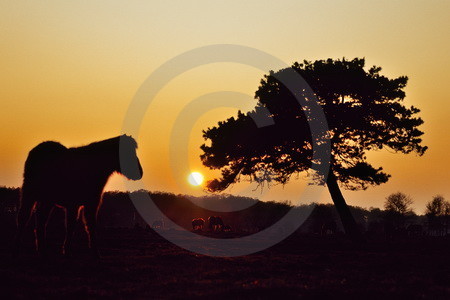 Abendstimmung in der Wildbahn