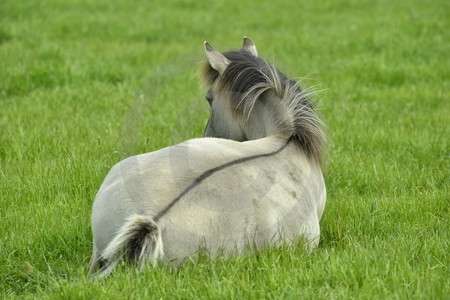 Ruhendes graues Wildpferd