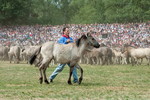 Fang der Jährlingshengste