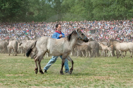 Fang der Jährlingshengste