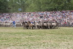 Fang der Jährlingshengste